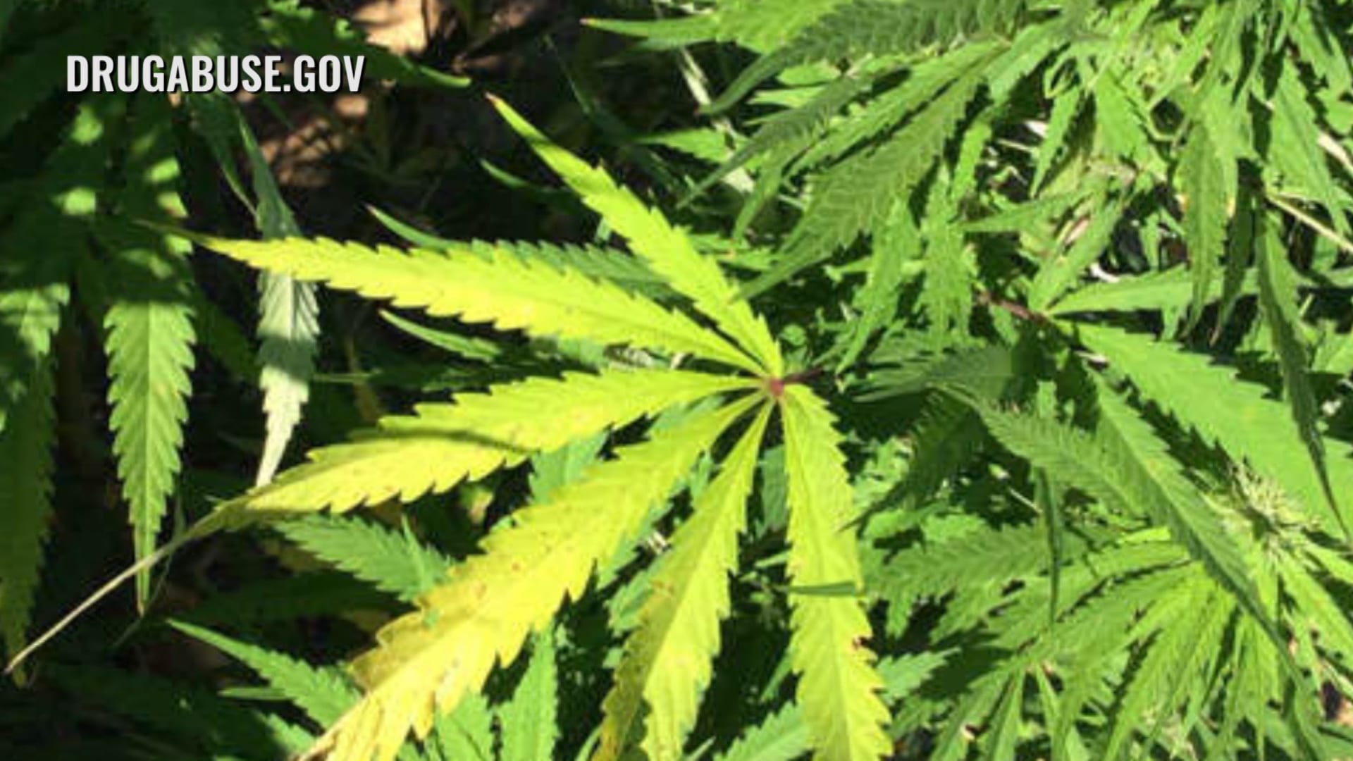 Cannabis Sales Still An Option | 7-Eleven Denied | MLB Debut for Naperville North Grad