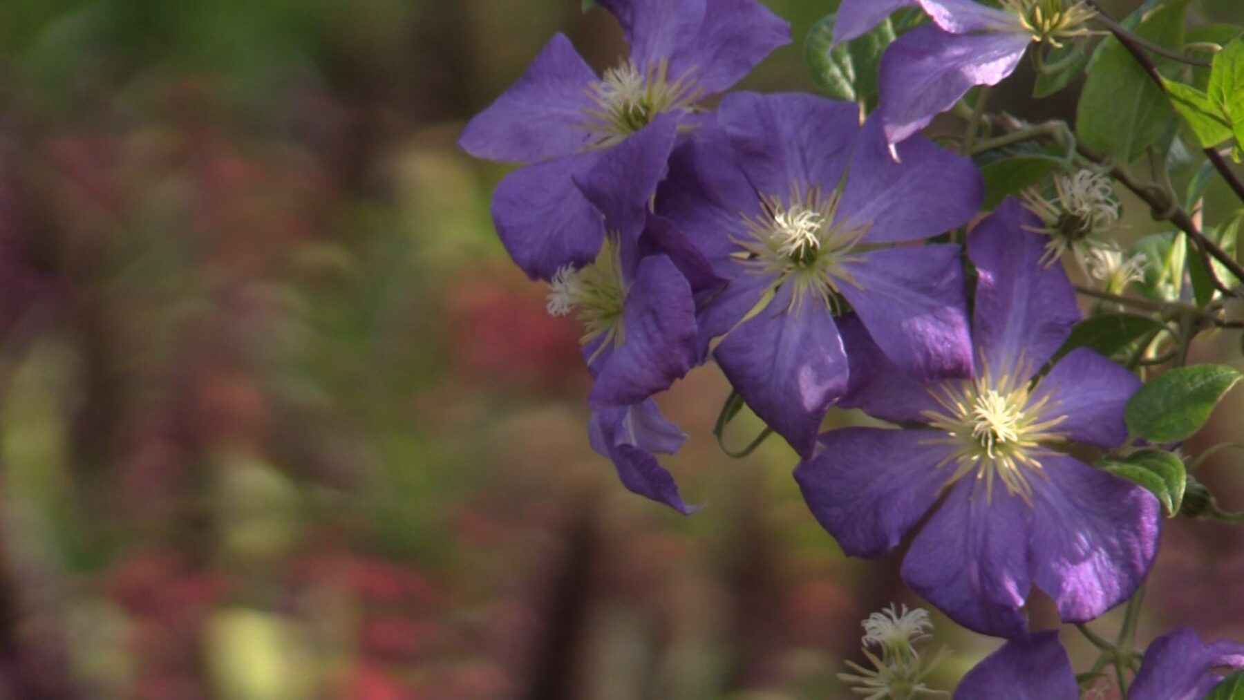Cantigny’s Gardens Re-Open