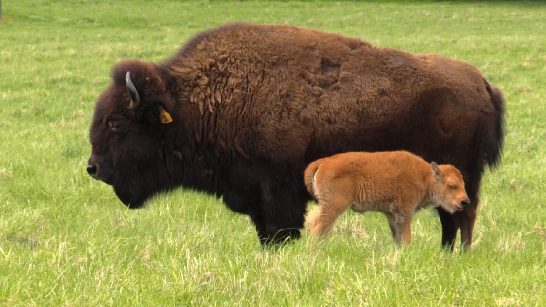 Baby Bison at Fermilab