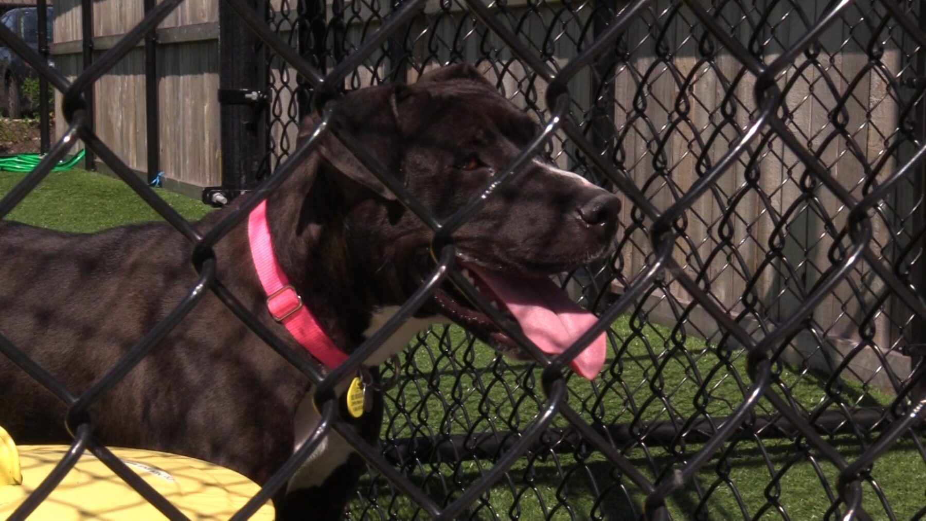 Building a Pawsitive Future