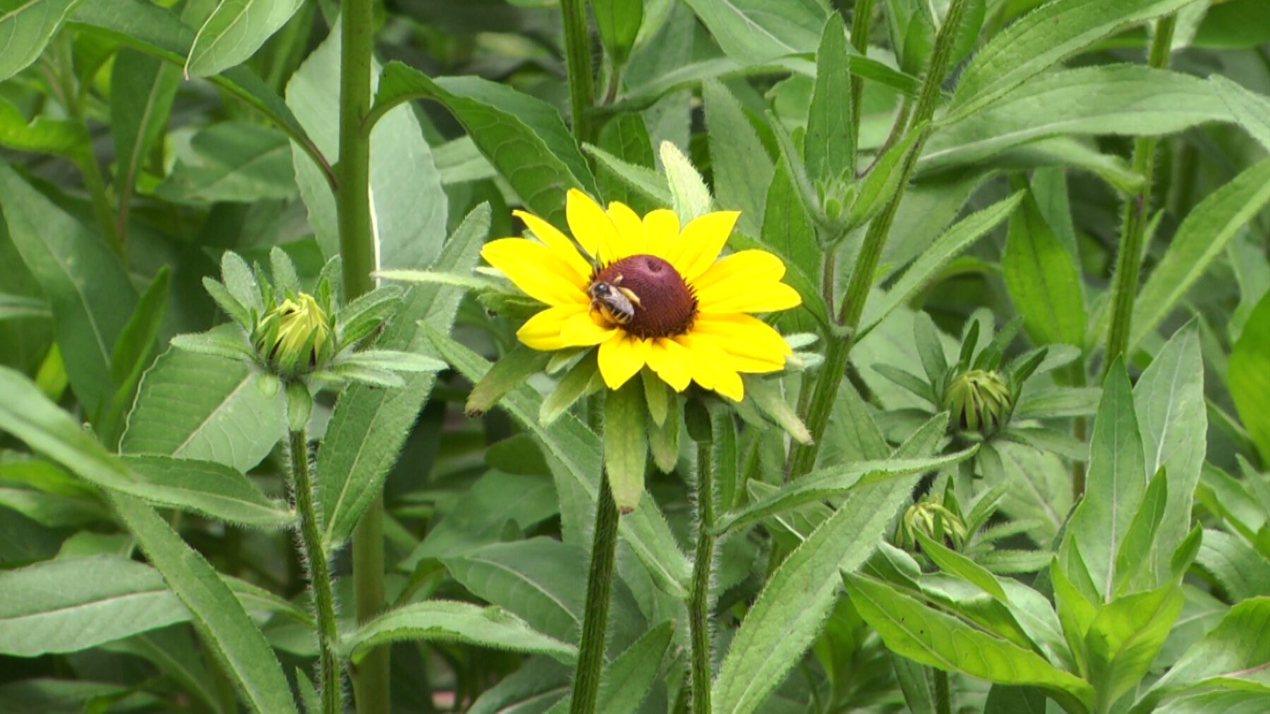 North Central Prairie to Grow for the Bees