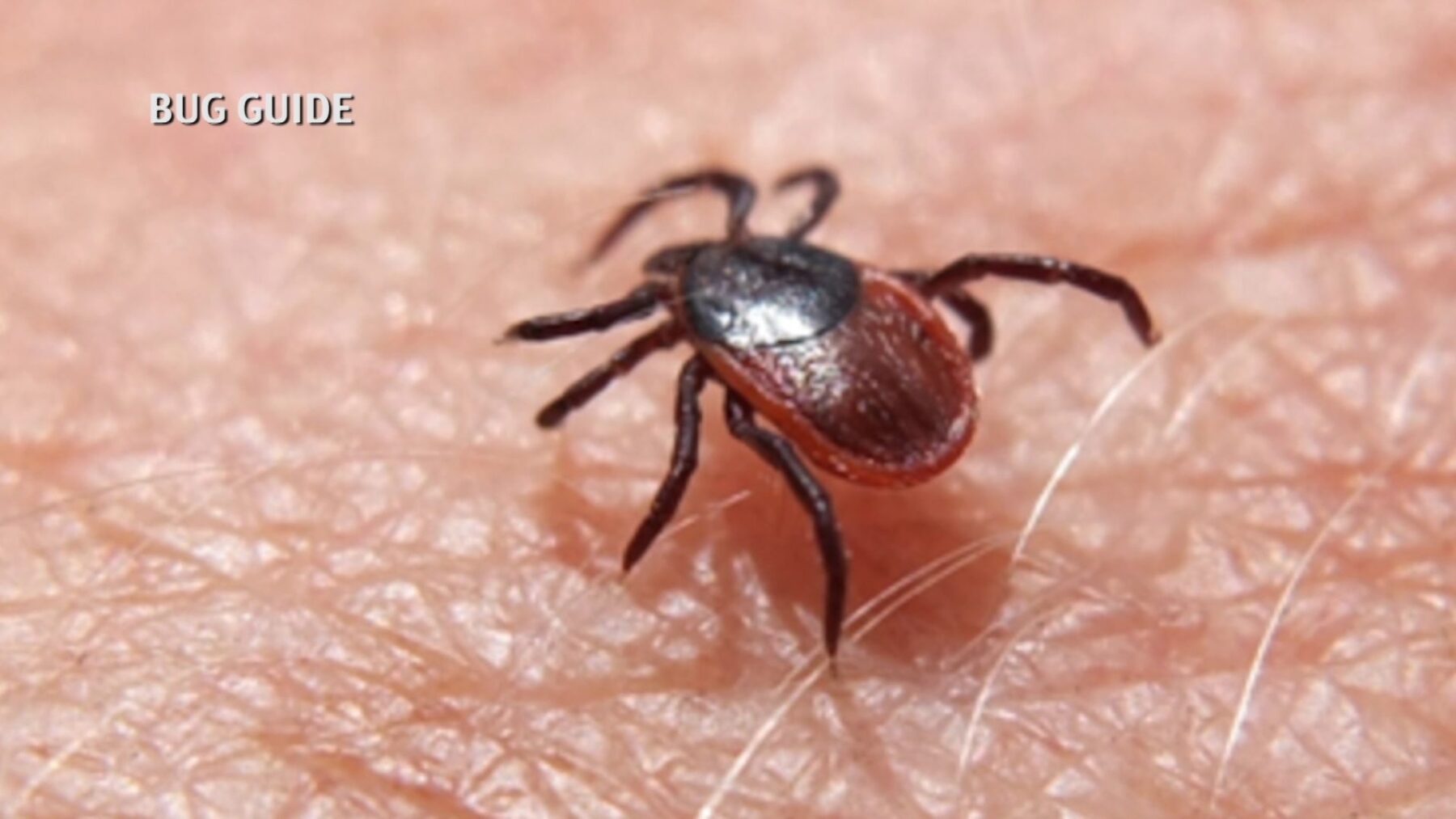 Be Prepared for Tick Season